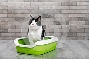 The cat is sitting in a litter box on the floor in a room with gray brick walls.