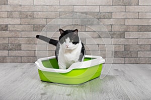 The cat is sitting in a litter box on the floor in a room with gray brick walls.