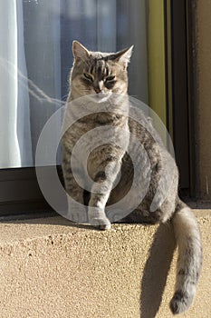 Cat sitting with long tail