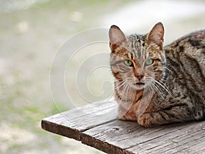 Cat sitting and looking at the camera