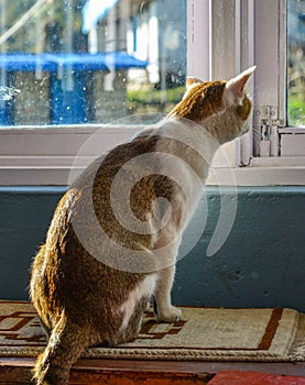 A cat sitting and looking out window