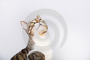 Cat sitting and looking up  isolated on white background