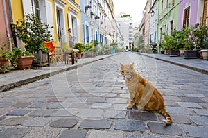 Cat sitting in the middle of Rue Cremieux in Paris