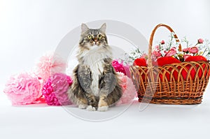 The cat is sitting near the basket and bright colors