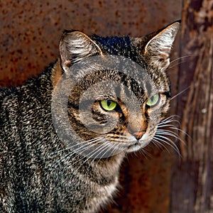 Cat sitting near the door