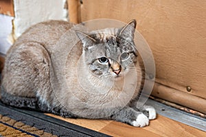 Cat sitting near the door in an old country house