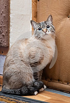 Cat sitting near the door in an old country house