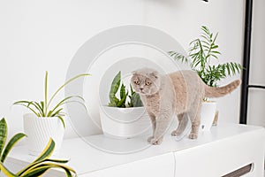cat sitting near a green potted house plants pots at home, Growing indoor plants, beautiful animal, love pets.