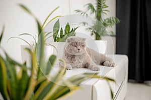 cat sitting near a green potted house plants pots at home, Growing indoor plants, beautiful animal, love pets.