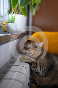 Cat sitting near heating radiator