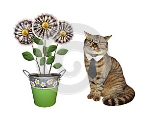 Cat sitting near money flowers