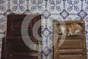 Cat sitting on old wooden door and sleeping