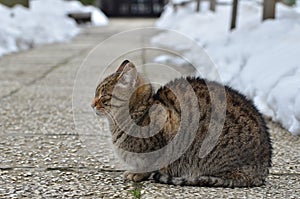 Cat sitting outdoor on sidewalk in winter