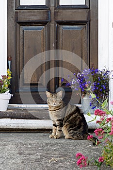 Cat sitting outside of a front door