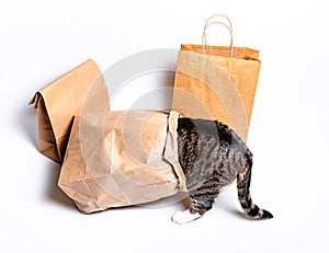 Cat sitting in a paper, craft bag, box. The concept of delivery