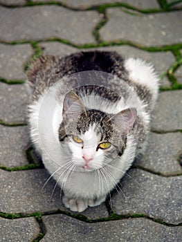 Cat sitting on pavement and looking upwards