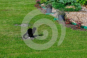 Cat sitting pooping on lawn in back garden