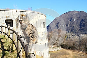 Cat sitting on railing on Rocca D`Anfo