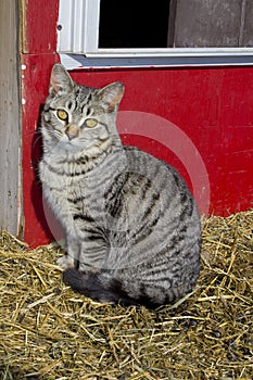 Cat sitting by a red wall.