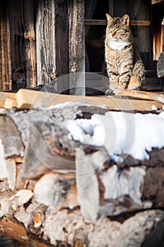 Cat sitting on the roof full pile of logs