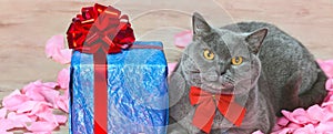 A cat sitting on rose petals near a blue gift