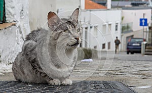 Cat sitting on Rua Barroca in porto photo