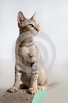 Cat sitting on scratch carton board for sharppening their nail