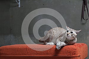 Cat sitting on scratched orange fabric sofa