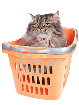 Cat sitting in shopping basket