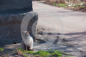 cat sitting on the sidewalk near a road with grass