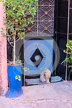 A cat sitting on a small carpet in frot of a traditional Moroccan door with an ornament in the street of Marrakesh