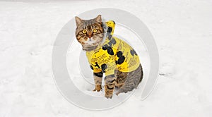 The cat in a yellow cotton-padded jacket sat in the snow