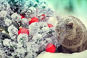 Cat sitting on the snow near Christmas tree