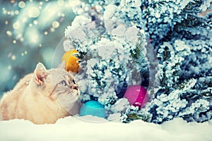 Cat sitting in snow near Christmas tree