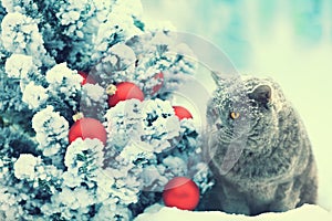 Cat sitting in snow near Christmas tree