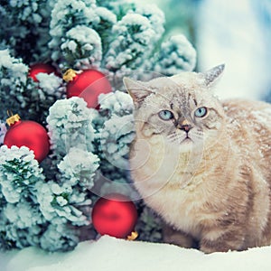 Cat sitting in snow near Christmas tree