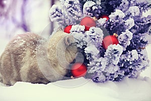 Cat sitting in snow near fir tree