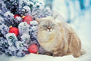 Cat sitting in snow near fir tree