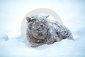 Cat sitting on snow during a snowstorm