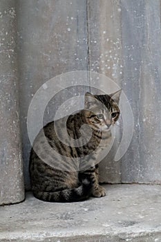 A cat sitting in a stone ancient alcove on Istanbul street