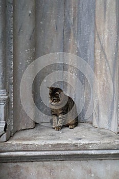 A cat sitting in a stone ancient alcove on Istanbul street
