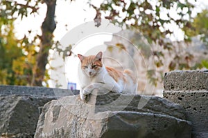 A cat sitting on the stones of a roman ruin