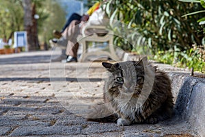 Cat in street photo