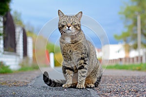 Cat sitting on the street