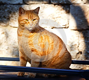 Cat sitting on a street. Big serious street ginger cat. Lonely cat on the street watching into nowhere. Street cat