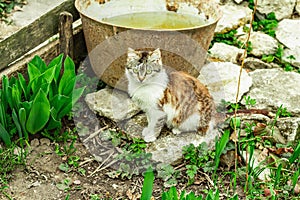 The cat is sitting on the street. Domestic cat went for a walk on the garden. The cat poses