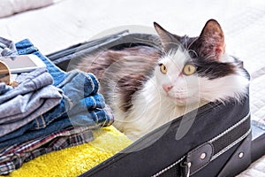 Cat sitting in the suitcase