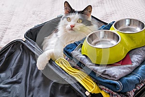 Cat sitting in the suitcase