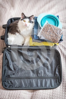 Cat sitting in the suitcase