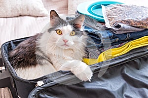 Cat sitting in the suitcase